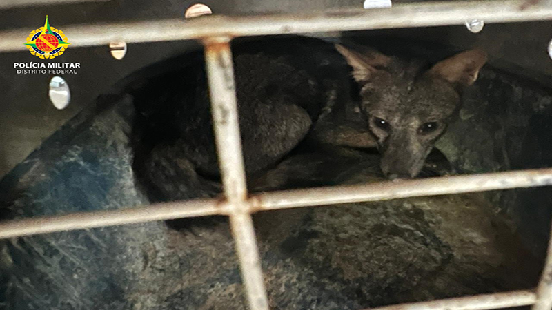 PMDF resgata raposa em cozinha de casa no Itapoã