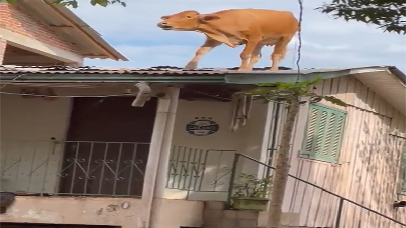 Vídeo: vaca vai parar em telhado de casa após fortes chuvas no Rio Grande do Sul