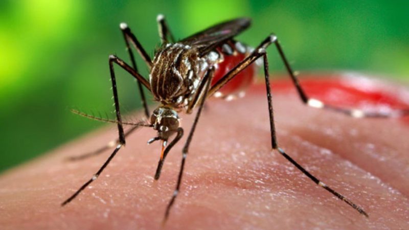 Mato Grosso registra 1ª morte por chikungunya; vítima tinha 73 anos