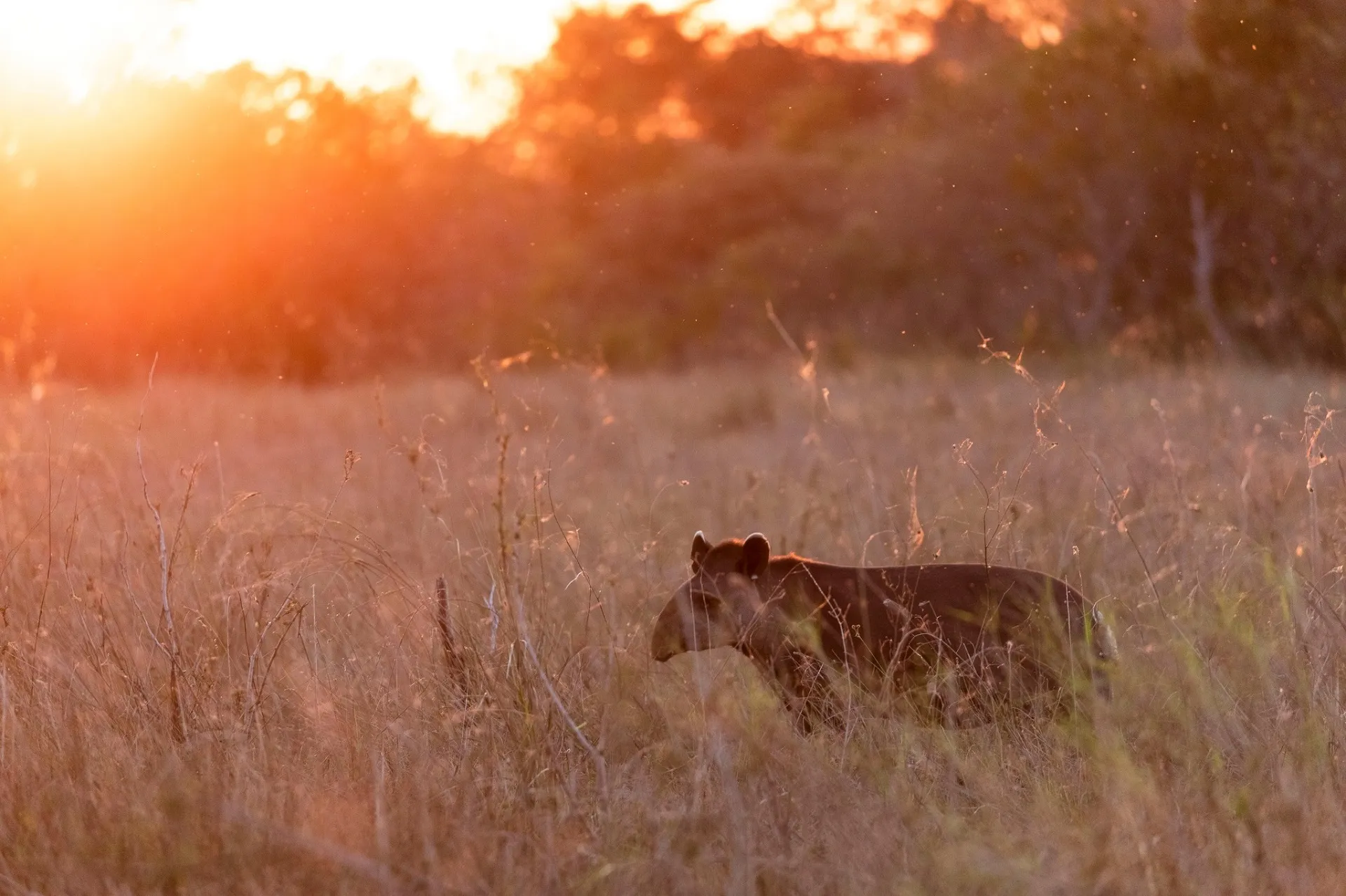 Levantamento revela que anta não está extinta na Caatinga