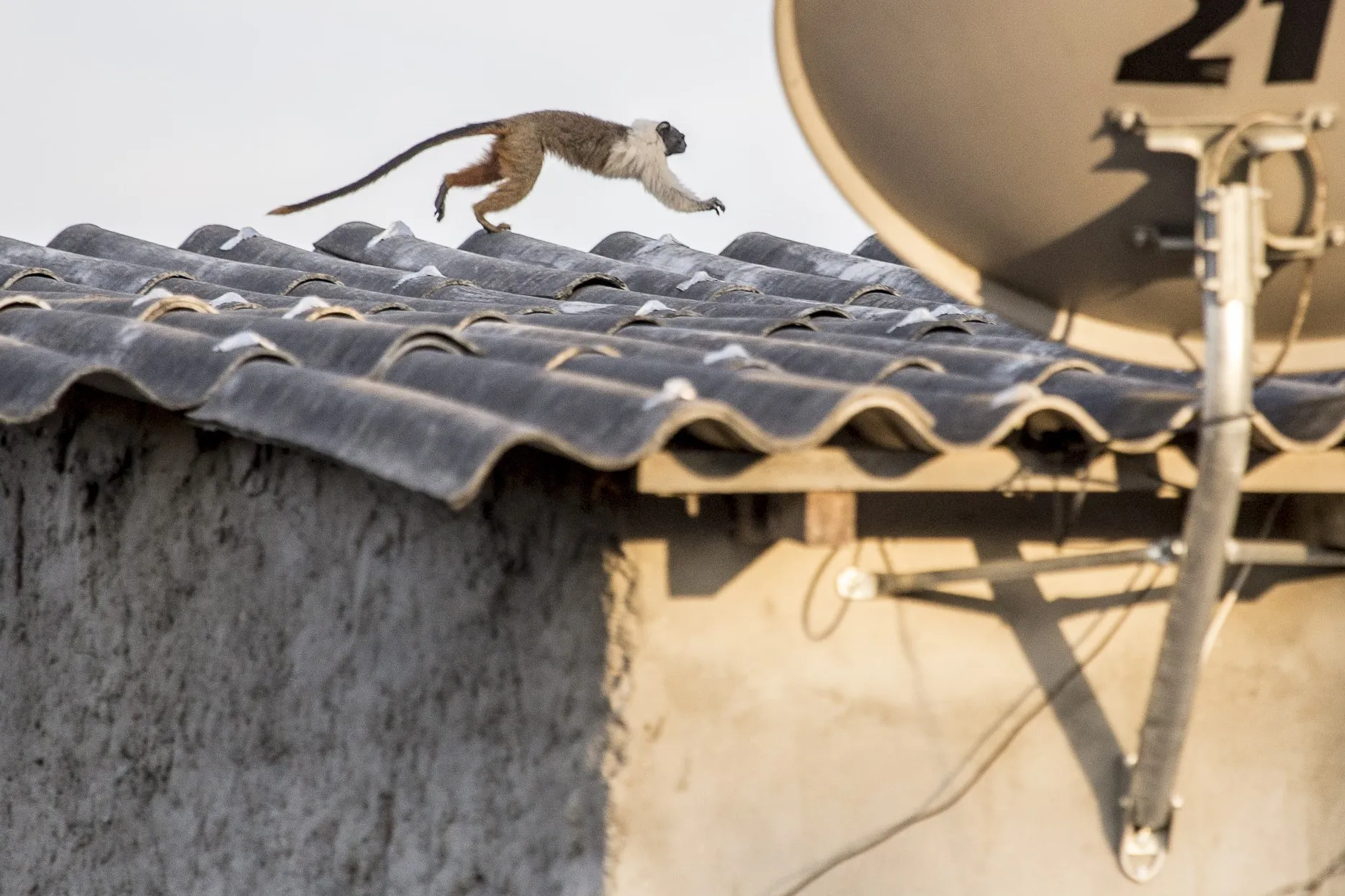 Um macaco sem floresta na capital do Amazonas