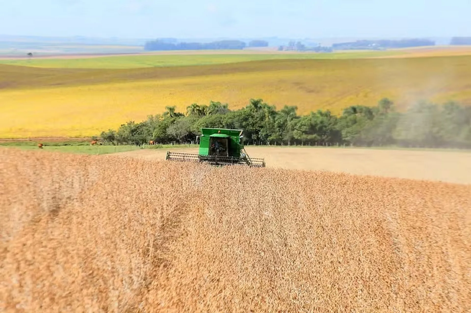 Rio Grande do Sul perdeu 22% de sua cobertura vegetal nas últimas décadas