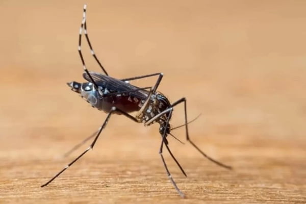 Dengue: A hora de prevenir é agora. Não espere as chuvas para agir