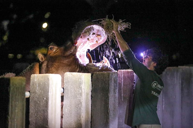 Zoo Noturno diverte visitantes com experiência única no mundo animal