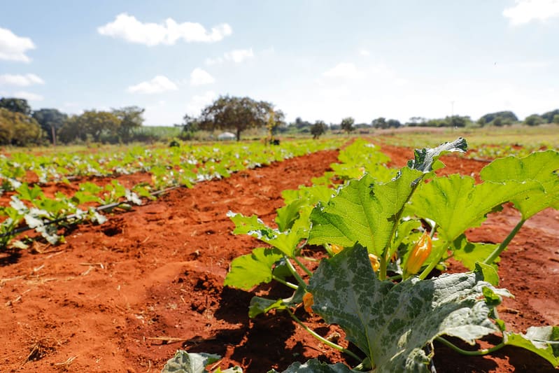 Agro do Quadrado: Técnica inovadora amplia capacidade de produção de hortaliças no DF