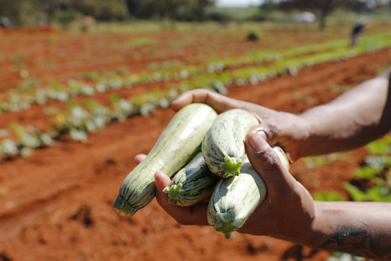 Agro do Quadrado: Produção do DF movimentou R$ 6 bilhões em 2023