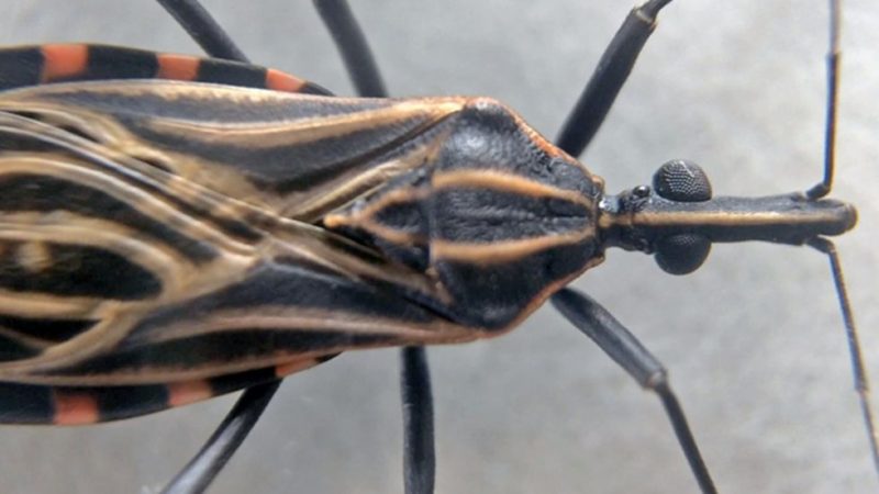 América Latina é campeã em casos de Doença de Chagas; saiba como se proteger