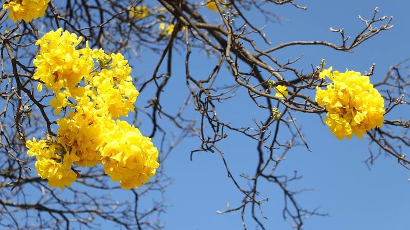 Temporada de floração dos ipês-amarelos colore as ruas do DF