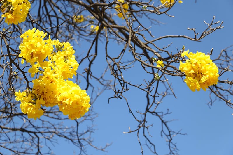 Temporada de floração dos ipês-amarelos colore as ruas do DF