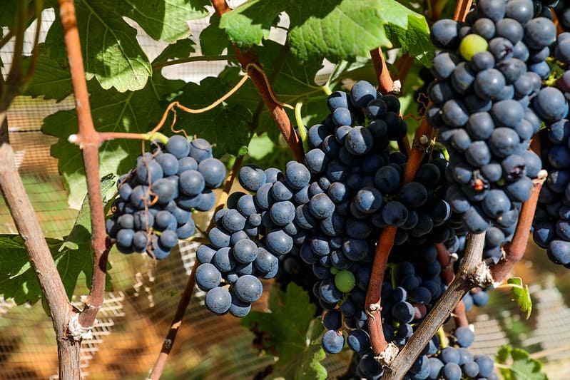 DF sedia primeira edição de feira nacional de vinhos