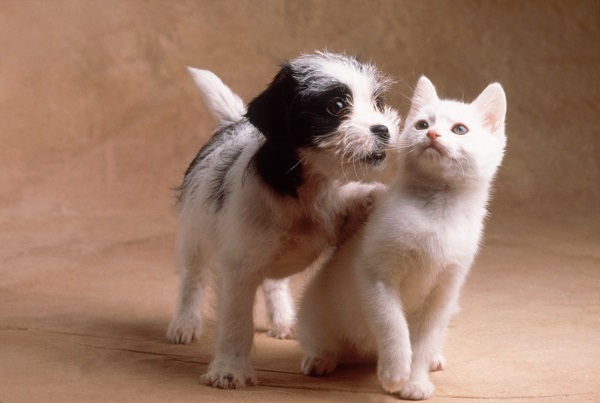 Para proteger os animais, lei os reconhece como seres sencientes, passíveis de dor e sofrimento