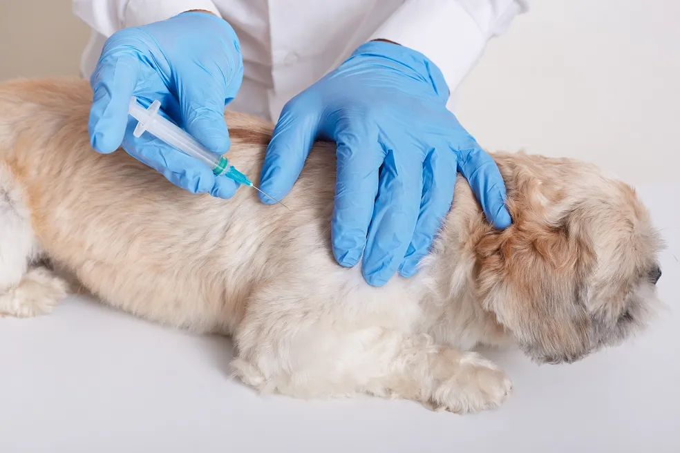 Julho Dourado levanta a importância da vacinar os pets e prevenir zoonoses