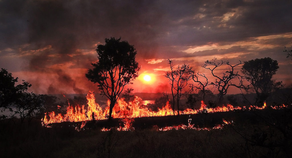 Desmatamento no Cerrado cai no 1º semestre, mas ainda não é possível afirmar tendência