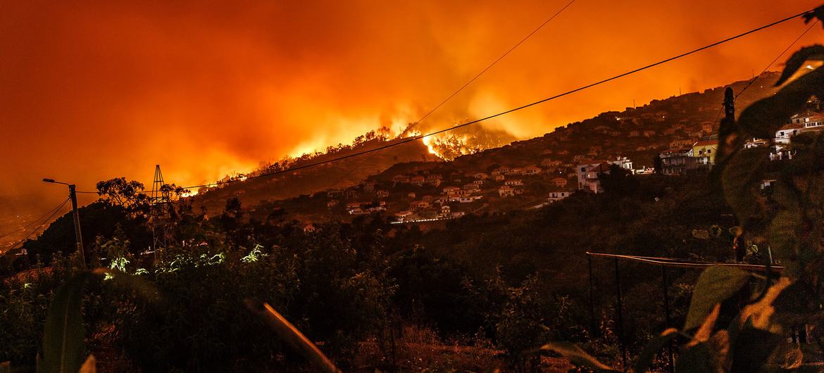 FAO lança diretrizes atualizadas para combater incêndios florestais extremos