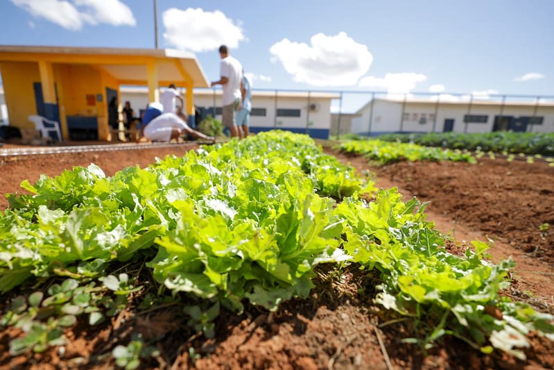 Programas de agricultura urbana dão suporte a hortas agroecológicas e comunitárias