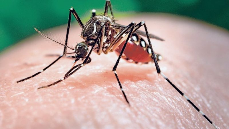 Casos de chikungunya só neste ano passam de 200 mil