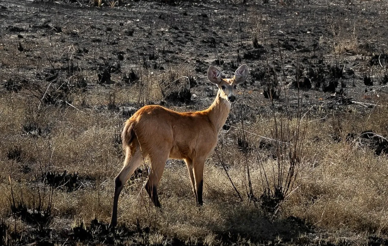 Fogo no Pantanal – 564 animais silvestres já foram resgatados das chamas