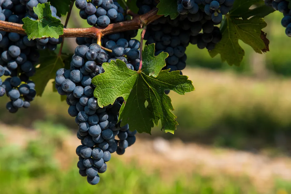 Feira Nacional da Uva e do Vinho começa nesta sexta-feira (2) em Planaltina