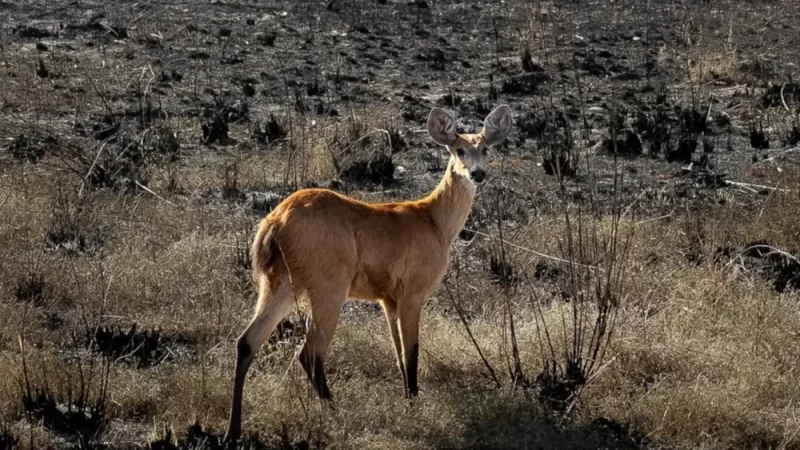 Fogo no Pantanal – 564 animais silvestres já foram resgatados das chamas