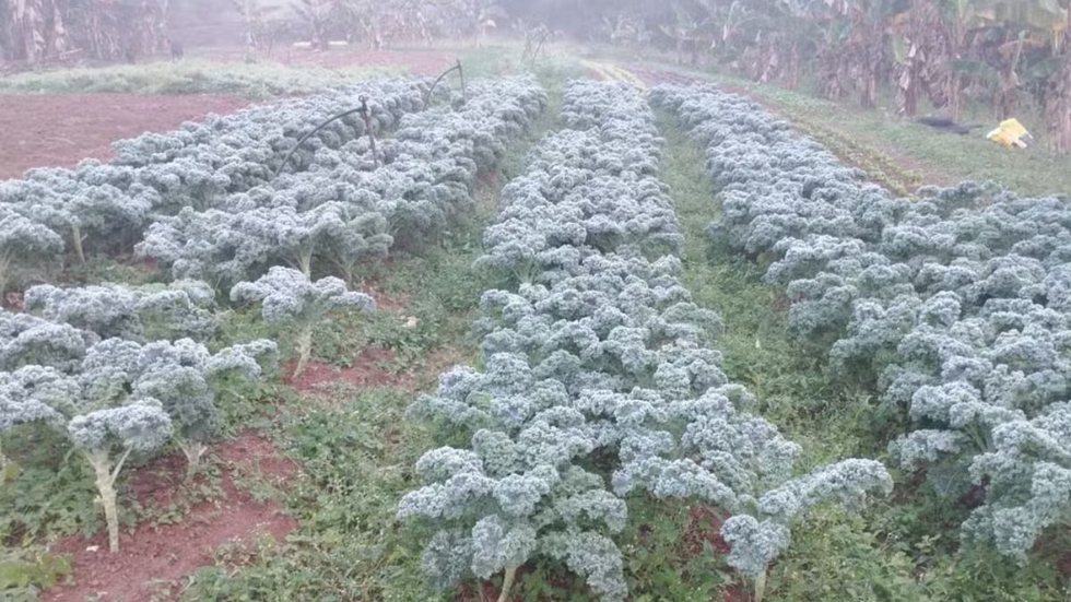 Geada histórica em SP destrói plantação de alface e deixa agricultores desolados