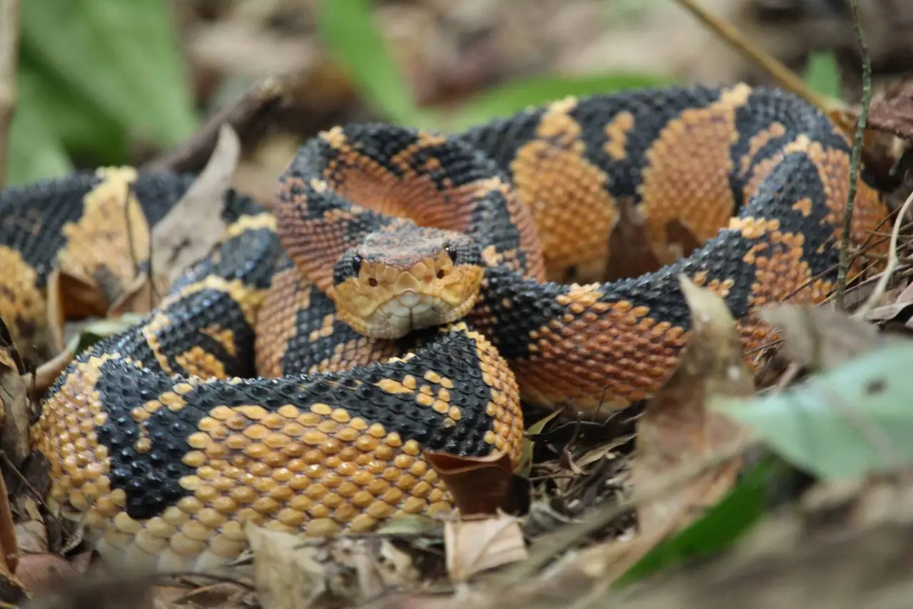 Artigo apresenta nova espécie de serpente surucucu para a Mata Atlântica