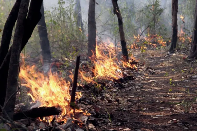 Manejo integrado do fogo: o poder da queima como aliada para a saúde do Cerrado