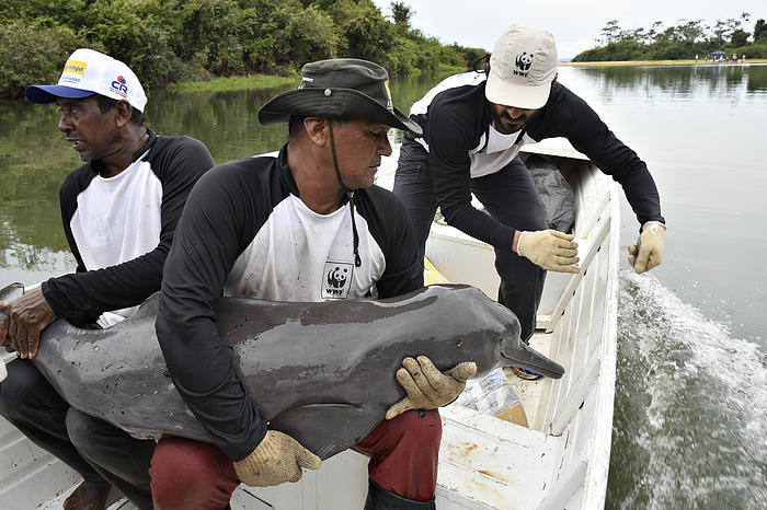 Operações de resgate tentam salvar a vida de golfinhos amazônicos