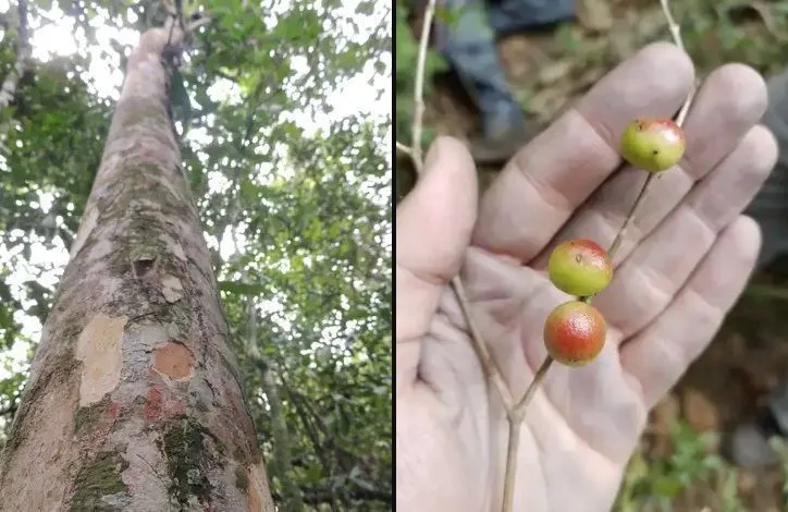 Pesquisadores do Jardim Botânico descobrem árvore rara no Rio