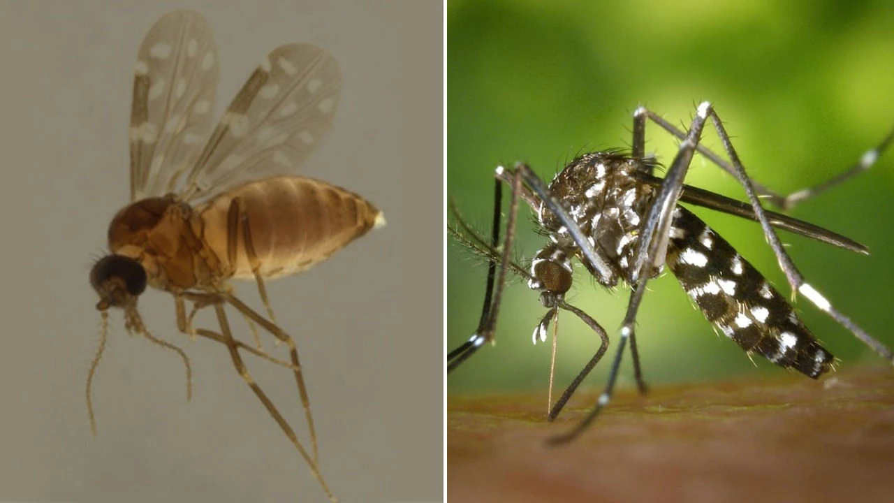 Entenda diferenças entre o vetor da oropouche, o Aedes e o pernilongo