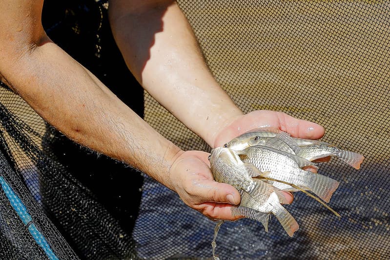 Produtores de pescados do DF são capacitados sobre manejo e cultivo de tilápia