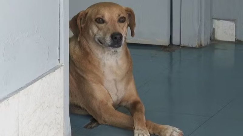 Cachorro está há 8 anos em porta de hospital esperando saída de dona