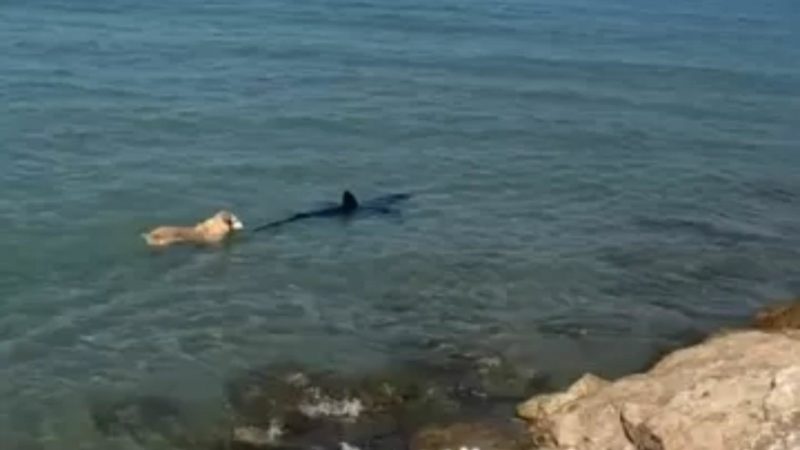 Cachorro pula no mar e morde cauda de tubarão