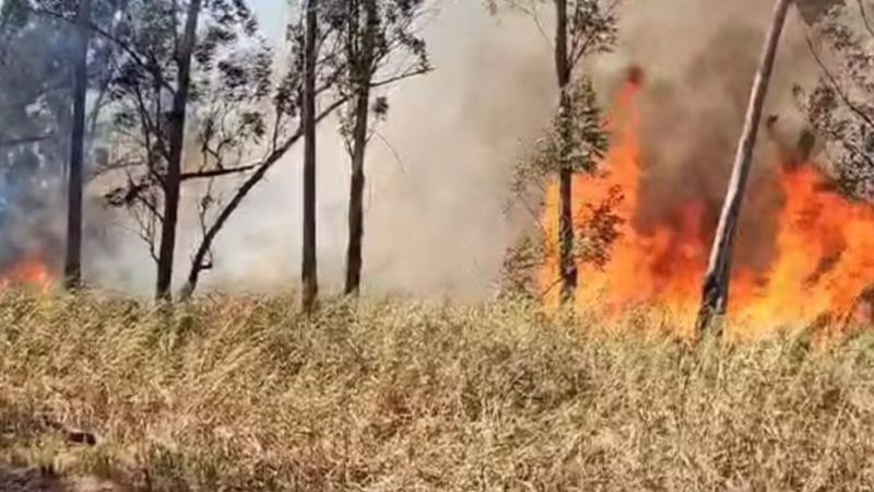 Incêndio em Horto Florestal de Limeira mobiliza Defesa Civil