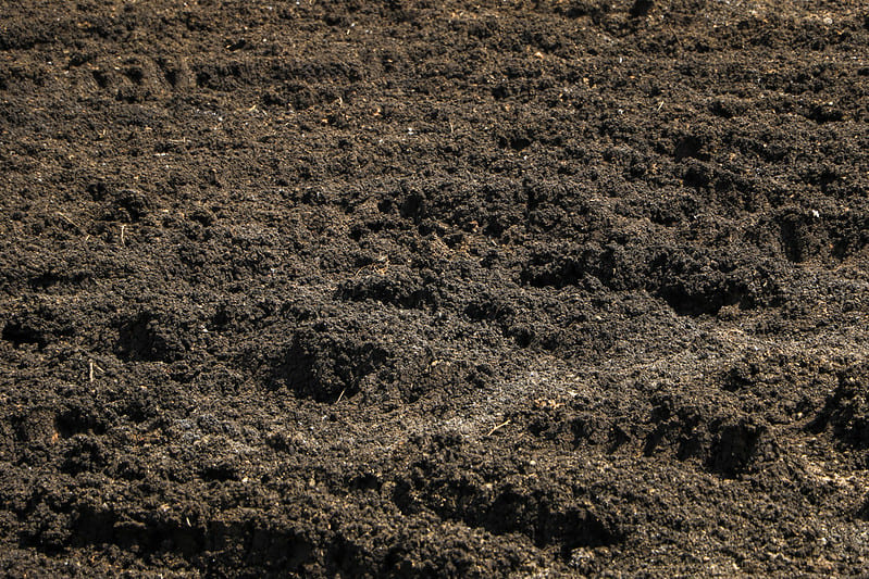 Agricultores do DF aumentam produtividade com fertilizante orgânico fornecido pela Caesb