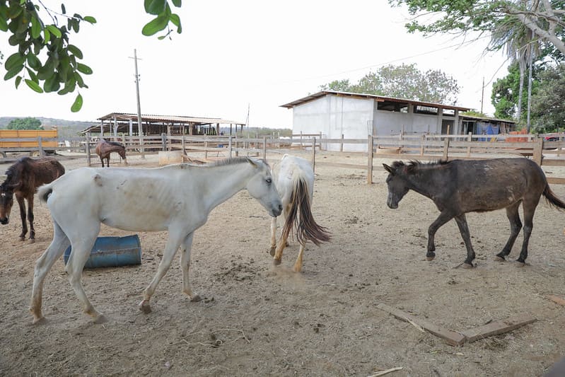 Programa de adoção dá novos lares a animais de grande porte no Distrito Federal