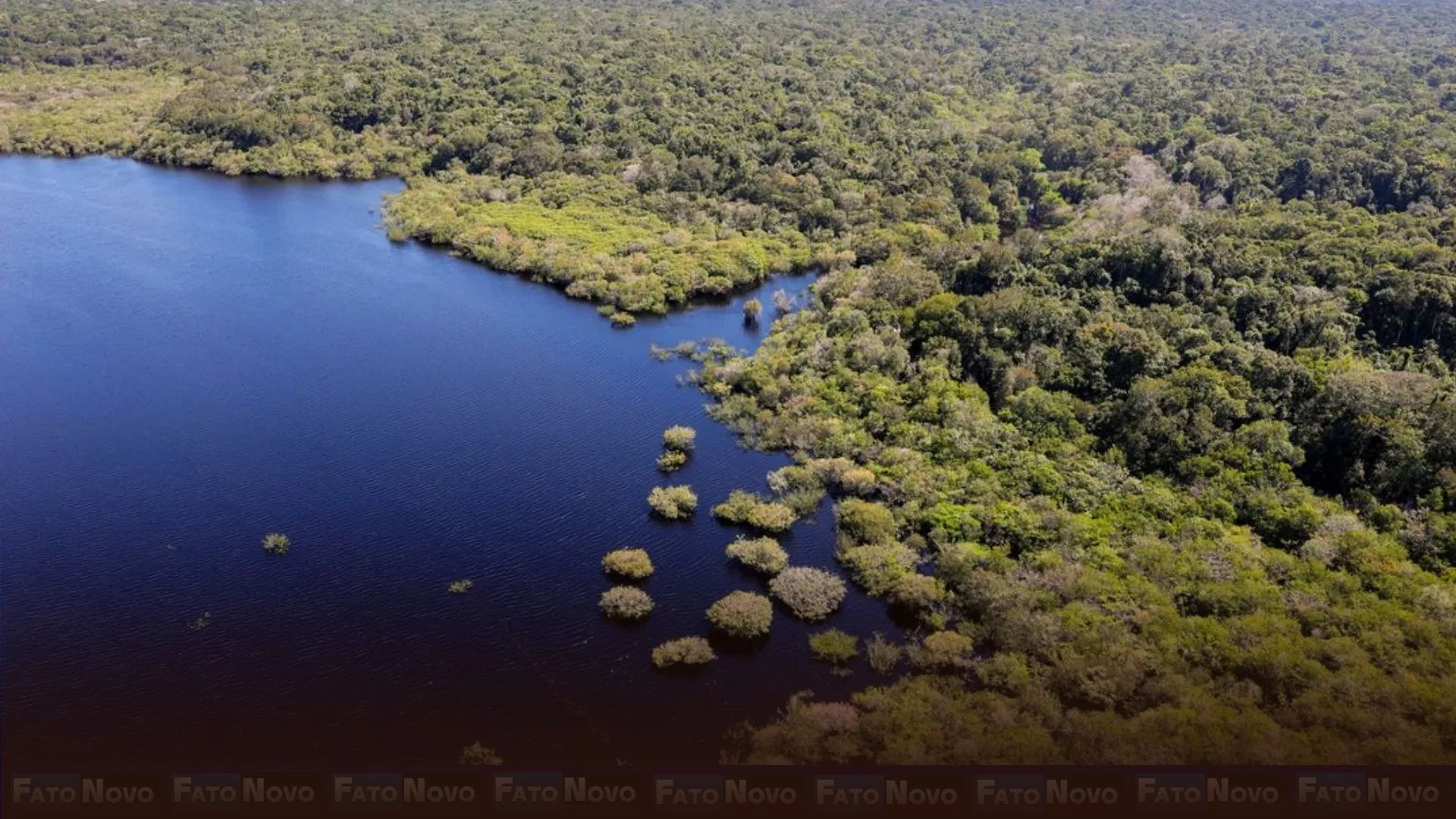 Petrobras e BNDES fazem parceria para restauração na Amazônia