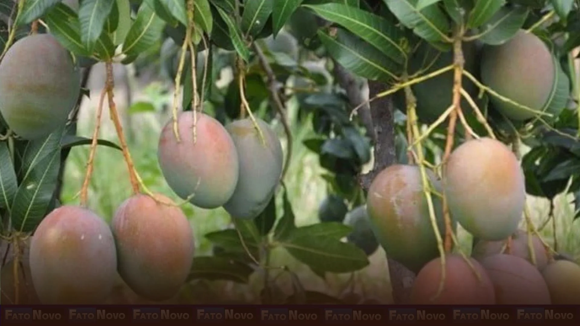 Frutas de graça: brasilienses podem aproveitar 950 mil árvores frutíferas