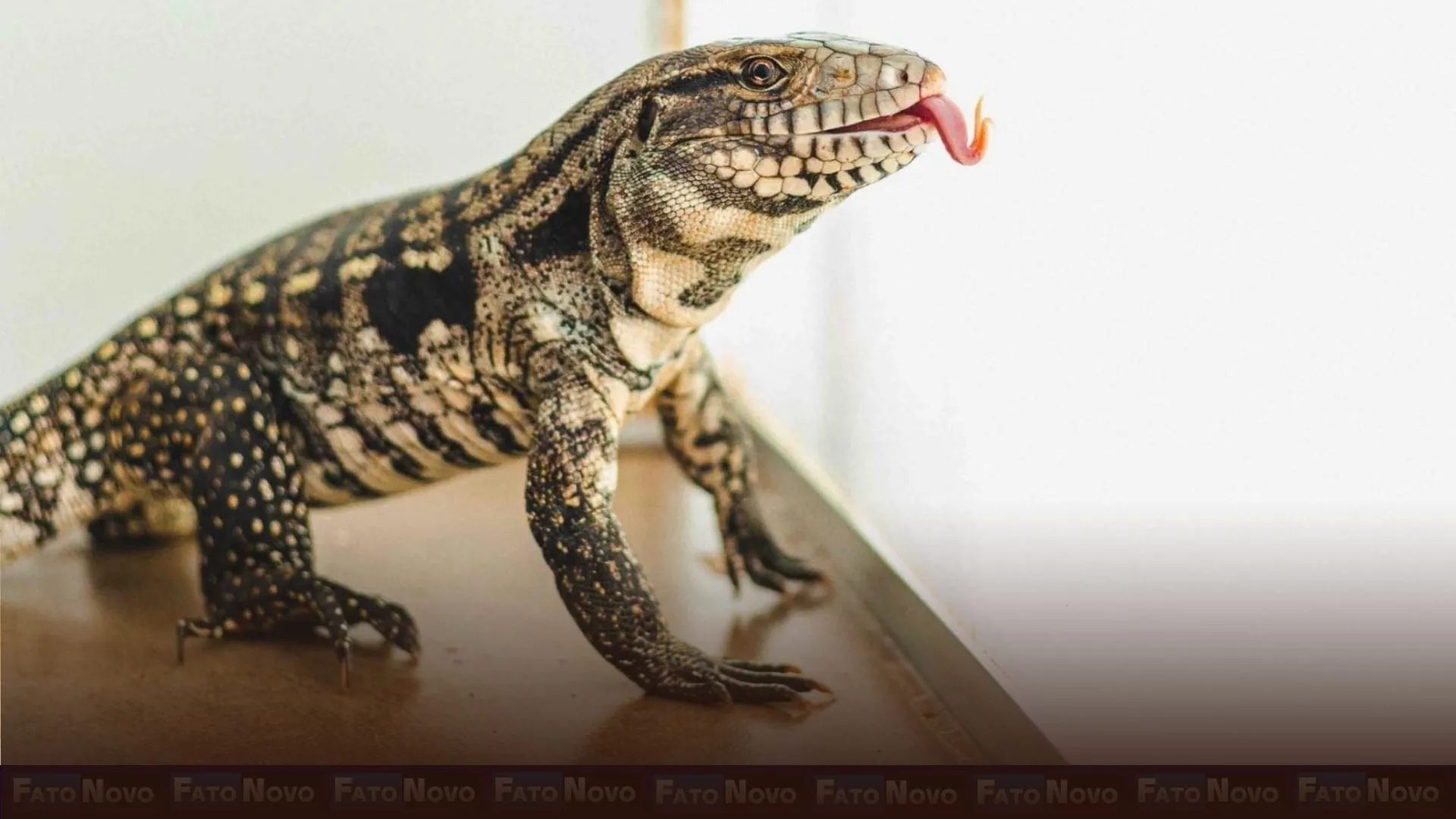 Lagarto da espécie teiú-do-cerrado é reabilitado no Hospital da Fauna Silvestre