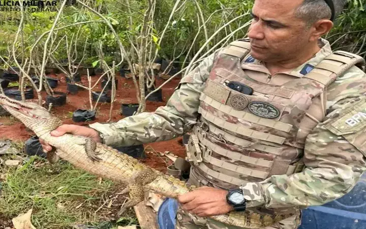 Jacaré Atropelado é Resgatado pela Polícia Militar Ambiental no Park Way