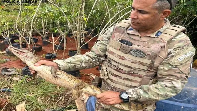 Jacaré Atropelado é Resgatado pela Polícia Militar Ambiental no Park Way