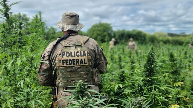 PF erradica 134 mil pés de maconha e evita a produção de 45 toneladas da droga em Salgueiro/PE